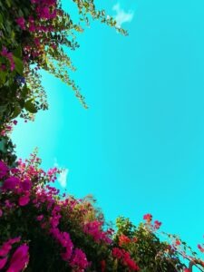Erholung https://unsplash.com/de/fotos/rosa-bluten-unter-blauem-himmel-tagsuber-eOHxTYli4O8