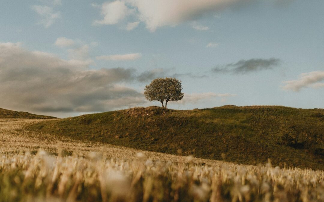 https://unsplash.com/de/fotos/ein-einsamer-baum-steht-auf-einem-grunen-hugel-ThFBfl1JTI8