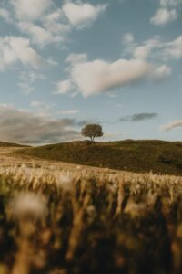 Middle East https://unsplash.com/de/fotos/ein-einsamer-baum-steht-auf-einem-grunen-hugel-ThFBfl1JTI8
