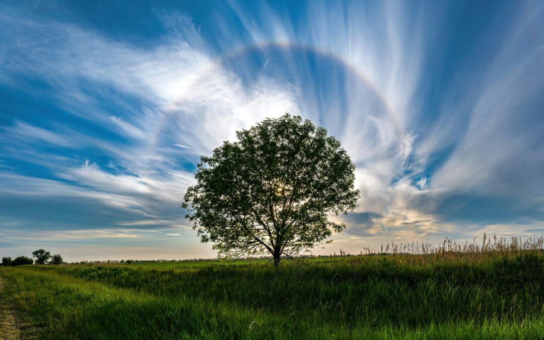 Baum mit blauem Himmel und Regenbogen