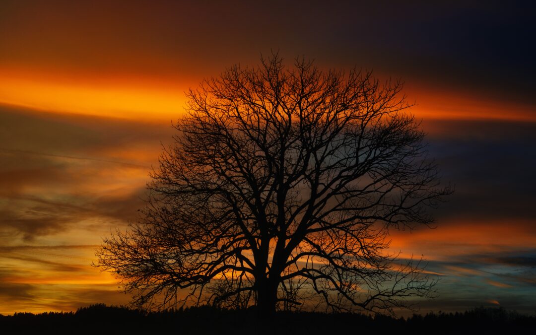 https://pixabay.com/de/photos/baum-sonnenuntergang-herbst-8313094/