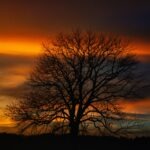 Bewahrung Grundgesetz https://pixabay.com/de/photos/baum-sonnenuntergang-herbst-8313094/