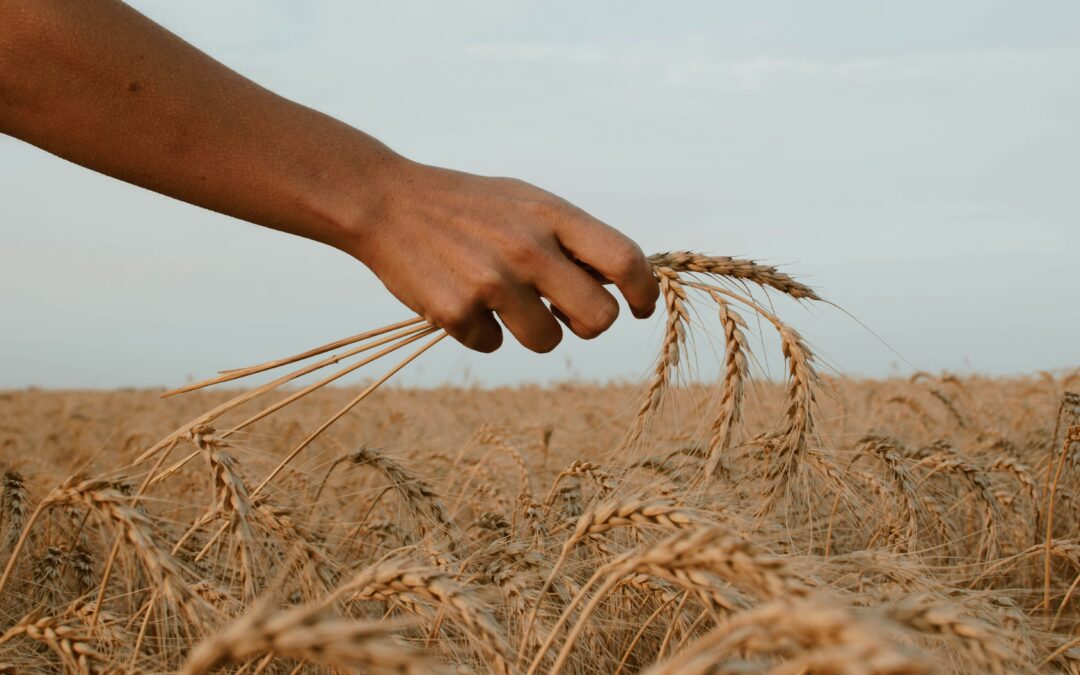 https://unsplash.com/de/fotos/person-holding-stack-of-wheat-zwZusrYAGoM
