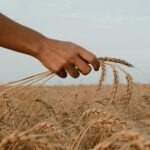 Ernte und Hirte https://unsplash.com/de/fotos/person-holding-stack-of-wheat-zwZusrYAGoM