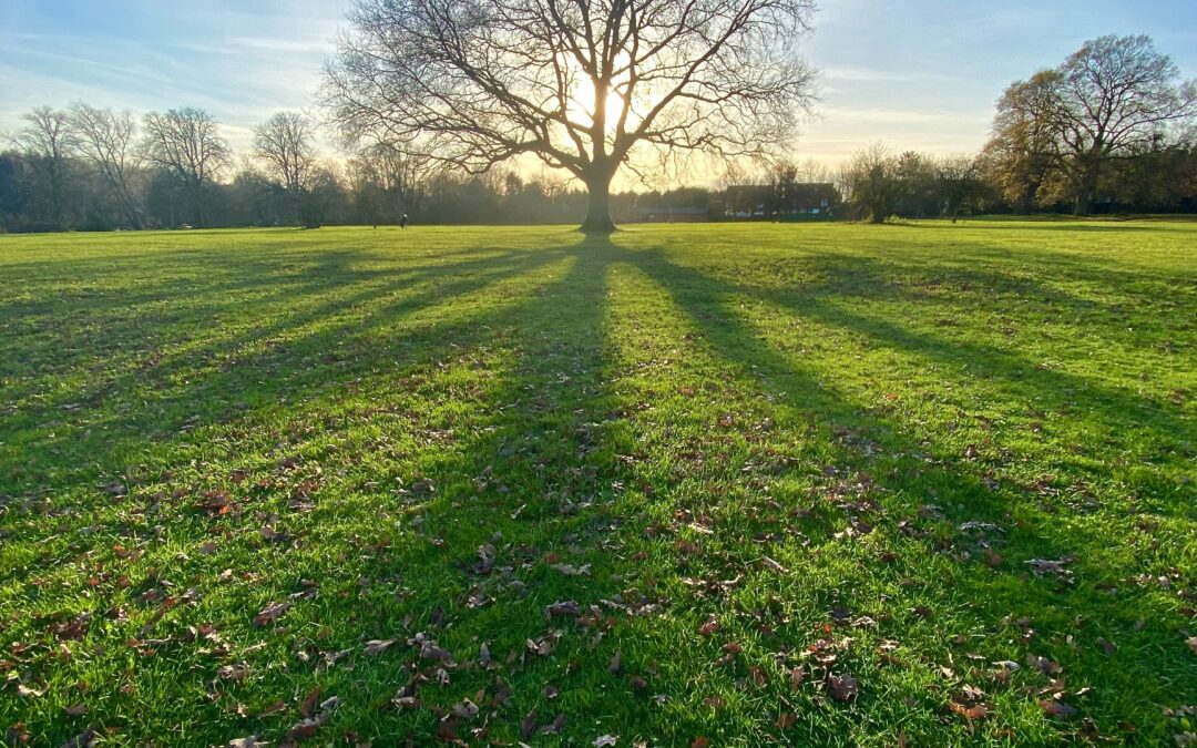 Blattloser Baum auf grünem Feld mit blauem Himmel