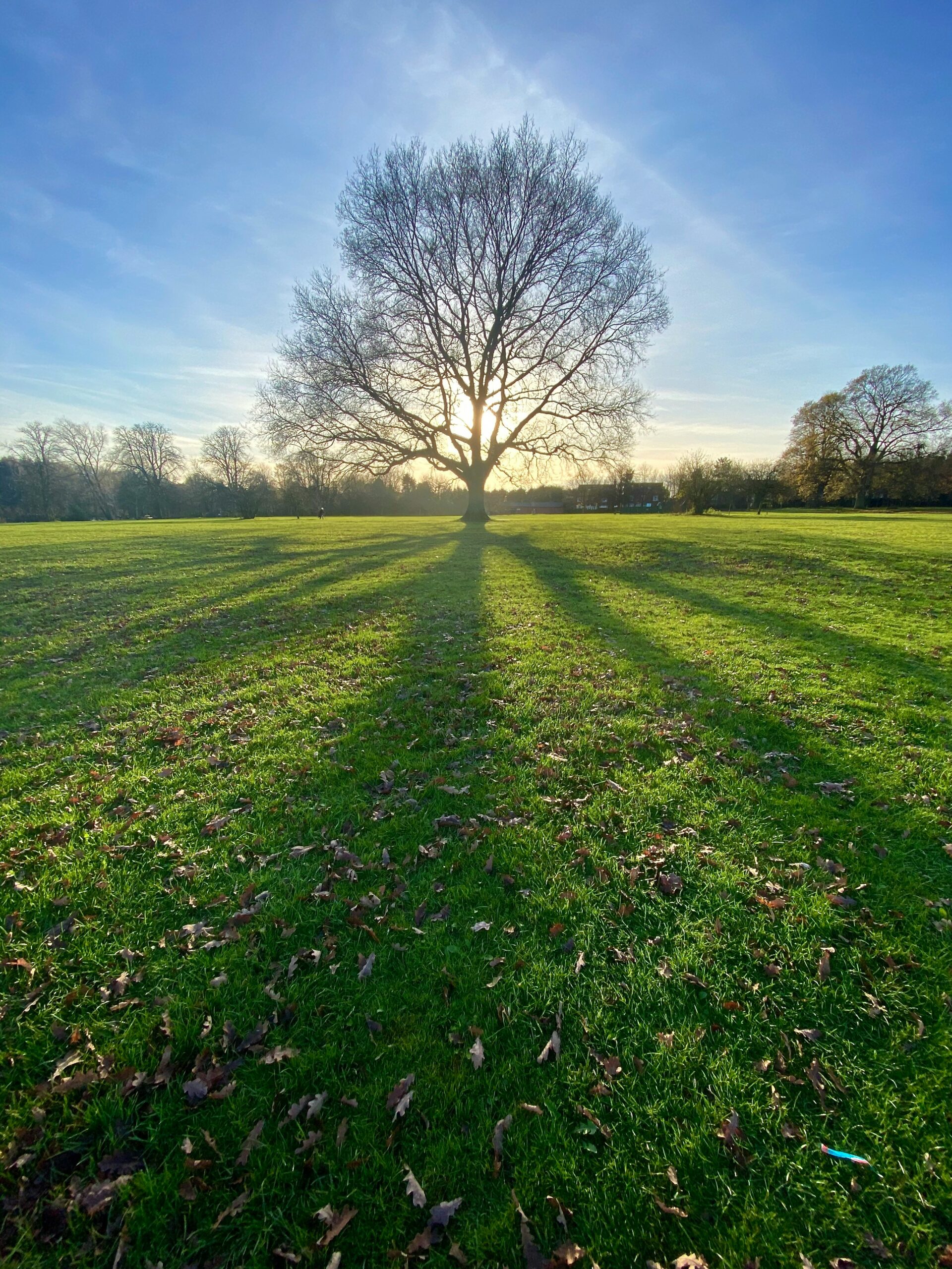 Blattloser Baum auf grünem Feld mit blauem Himmel