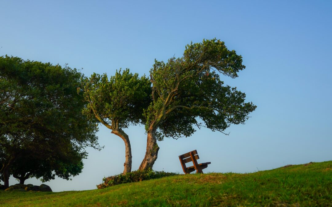 Eine Bank auf einer Wiese unter einem Baum