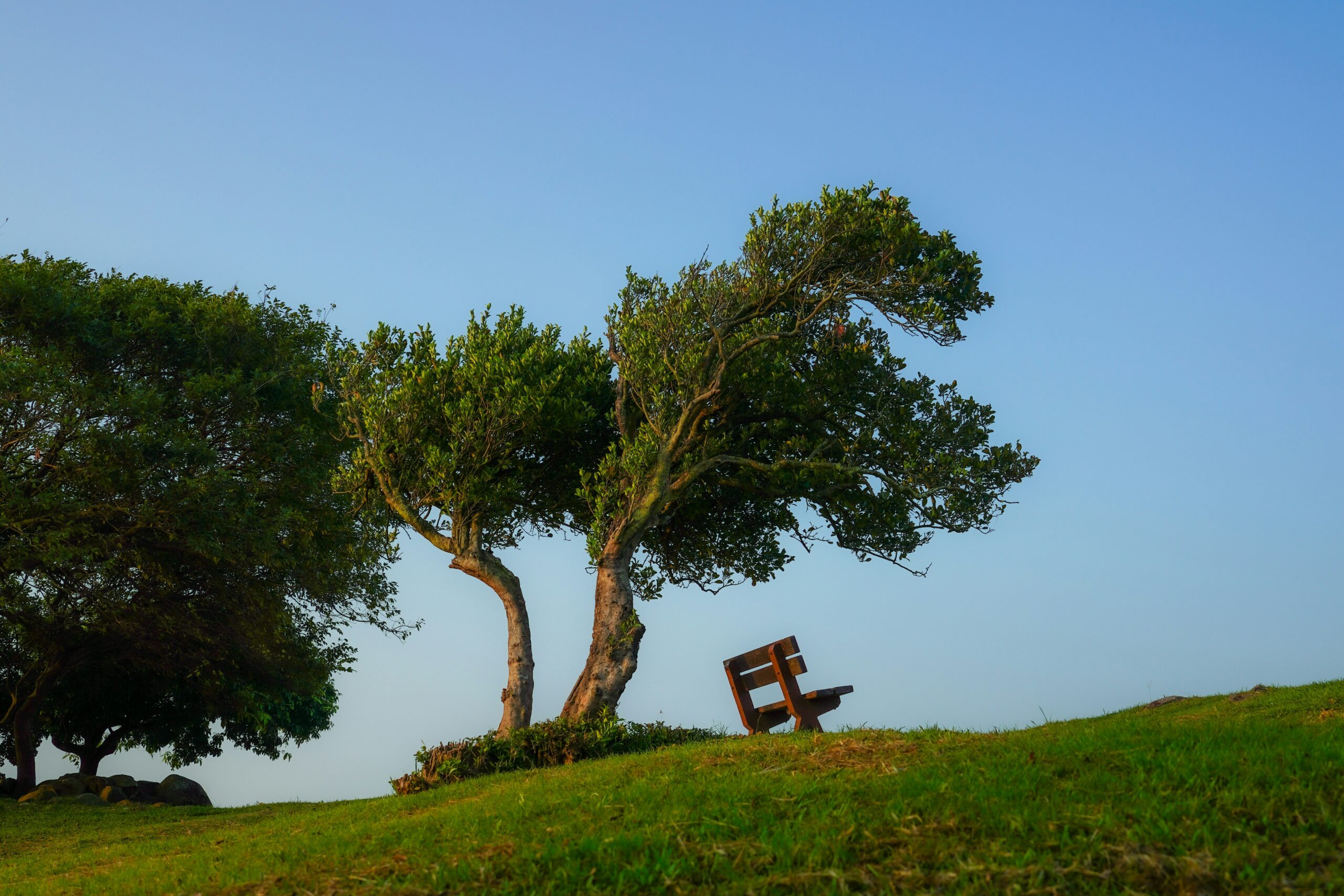 Eine Bank auf einer Wiese unter einem Baum