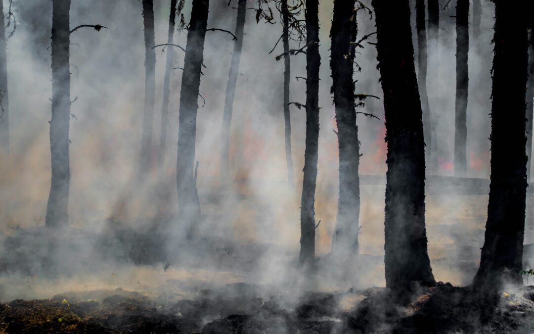 abstrakter Wald